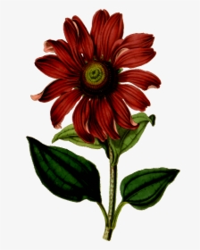 Flower Vintage Drawing Clipart , Png Download - Shirt Printing Flower Design, Transparent Png, Transparent PNG