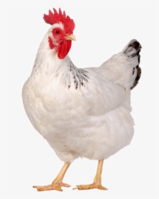 Liver Tonic In Poultry - Chicken White Png, Transparent Png, Transparent PNG