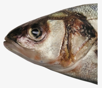 Fish Head Png, Picture - Head Of A Fish, Transparent Png, Transparent PNG