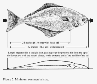 Transparent Fish Head Png - Proper Way To Measure A Halibut, Png Download, Transparent PNG