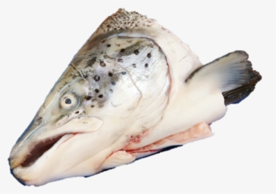 Salmon Fish Head Png, Transparent Png, Transparent PNG