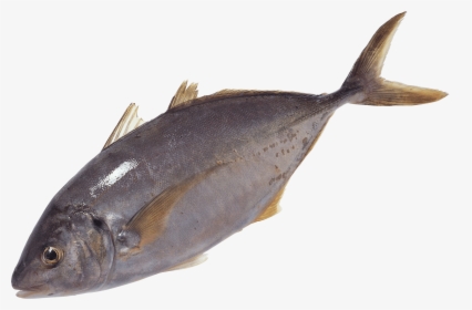 Free Png Fish Swimming Png Images Transparent - Transparent Tuna Fish Png, Png Download, Transparent PNG