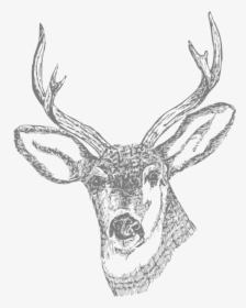 Fish Clipart Deer - Cool Hunting Drawings, HD Png Download, Transparent PNG