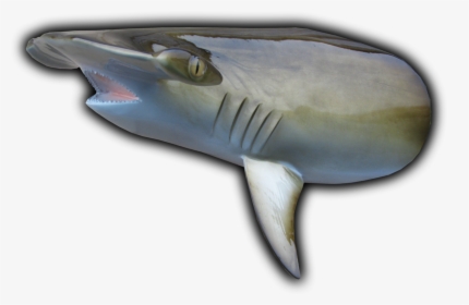 Hammerhead Shark Head Mount Cut From - Hammerhead Gills, HD Png Download, Transparent PNG