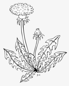 Dandelion Clipart Black And White, HD Png Download, Transparent PNG