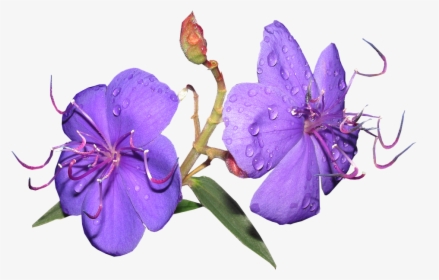 Flower, Purple, Rain Drops, Shrub, Garden - Melastome Family, HD Png Download, Transparent PNG