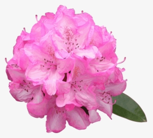 Pink,plant,flower - Rhododendron Png, Transparent Png, Transparent PNG