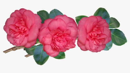 Camellias, Flowers, Stem, Leaves, Shrub, Garden, Nature - Japanese Camellia, HD Png Download, Transparent PNG