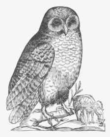 Aldrovandi Owl - Owl Drawings, HD Png Download, Transparent PNG