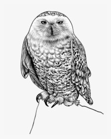 Ink Illustration Snowy Owl Ink, HD Png Download, Transparent PNG