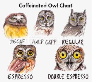 Caffeine Owl - Owl Coffee, HD Png Download, Transparent PNG