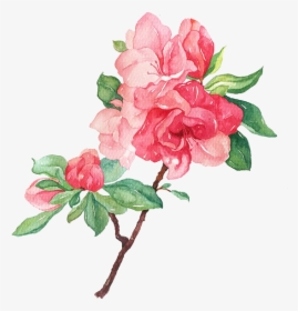 Garden Roses Flower Illustration - Flowers Blooming Png, Transparent Png, Transparent PNG
