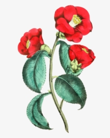 Petal,plant,flower - Illustration, HD Png Download, Transparent PNG