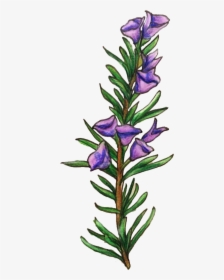 Rosemary Flower Illustration Png Clipart , Png Download - Rosemary Clipart, Transparent Png, Transparent PNG