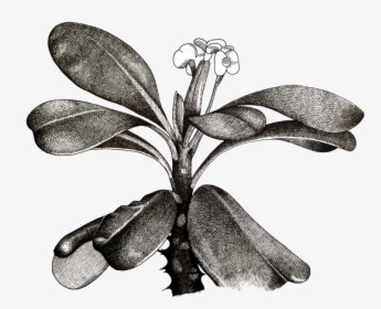 Euphorbia Milii Plant Sketch, HD Png Download, Transparent PNG