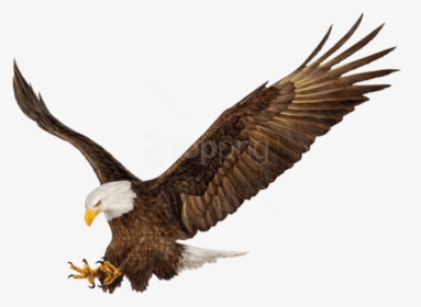 American Eagle Png, Transparent Png, Transparent PNG