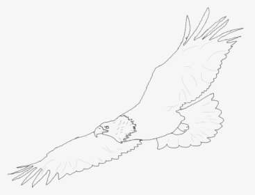 Harpy Eagle Clipart Easy Drawing - Sketch, HD Png Download, Transparent PNG