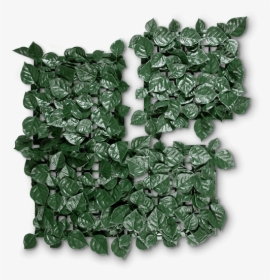 Grass, HD Png Download, Transparent PNG