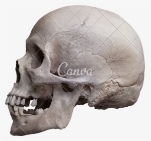 Human Skull Side View - Human Skull Left Side, HD Png Download, Transparent PNG