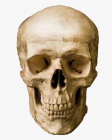 Human Skull Stock Photography Robot - Real Human Skeleton In Robat Body, HD Png Download, Transparent PNG