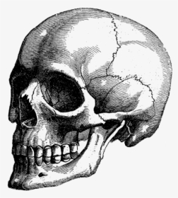 Skull Anatomy Book Draw, HD Png Download, Transparent PNG