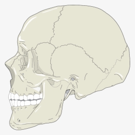 Realistic Human Skull Profile View - Skull Profile Svg, HD Png Download, Transparent PNG