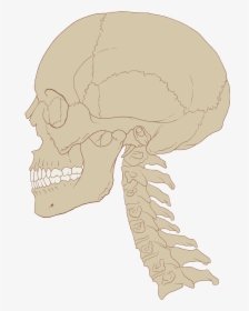 Skull And Cervical Spine, HD Png Download, Transparent PNG