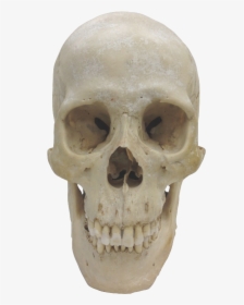 Transparent Human Skull Png - Homo Sapiens Skull Png, Png Download, Transparent PNG