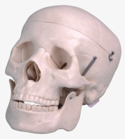 Life Size Plastic Human Skull - Skull, HD Png Download, Transparent PNG