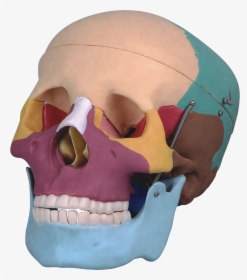 Life Size Human Skull With Colored - Skull, HD Png Download, Transparent PNG