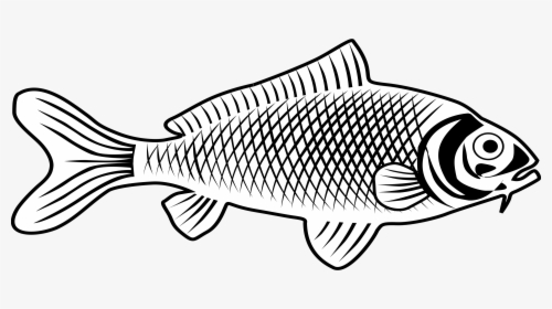 Sunfish Drawing Fishline - Fish Images Line Art, HD Png Download, Transparent PNG