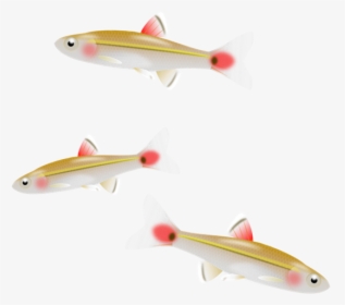 Minnow Clipart - Small Fish Png, Transparent Png, Transparent PNG