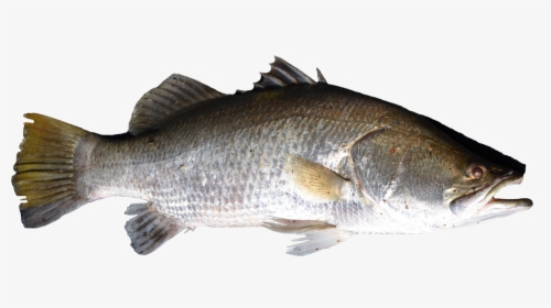 Fish Png - Transparent Background Fish Png Transparent, Png Download, Transparent PNG