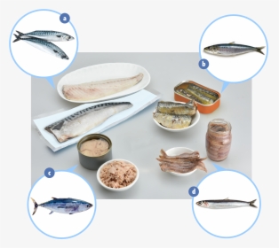 Examples Of Fish Which Contain Elevated Levels Of Naturally - Ceramic, HD Png Download, Transparent PNG