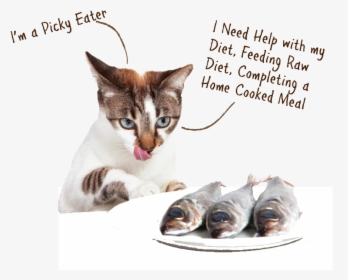 Cat Eat Fish , Png Download - Cat And Their Food, Transparent Png, Transparent PNG
