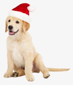 Cute Dog With Santa Hat Png Clipart - Golden Retriever Dogs Png, Transparent Png, Transparent PNG