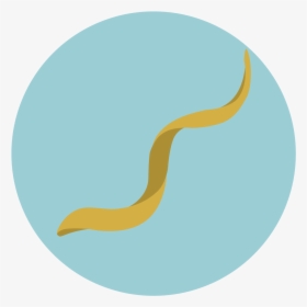 Circle, HD Png Download, Transparent PNG