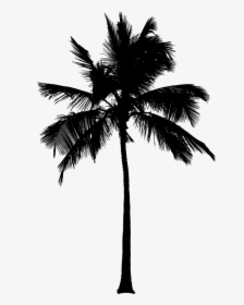 15 Black And White Palm Tree Png For On Mbtskoudsalg - Silhouette Palm Tree Png, Transparent Png, Transparent PNG