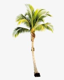 Single Palm Tree, HD Png Download, Transparent PNG
