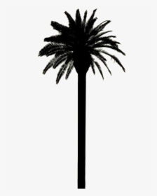 Tall Palm Tree Png - Date Palm, Transparent Png, Transparent PNG