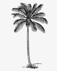 Coconut Palm Clip Arts - Coconut Tree Outline, HD Png Download, Transparent PNG