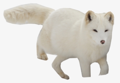 Arctic Fox, HD Png Download, Transparent PNG