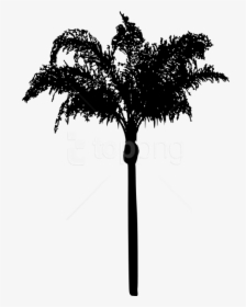 Free Png Palm Tree Png - Palm Tree Leaves Silhouette Png, Transparent Png, Transparent PNG