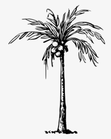 Clip Art Of Coconut Tree, HD Png Download, Transparent PNG