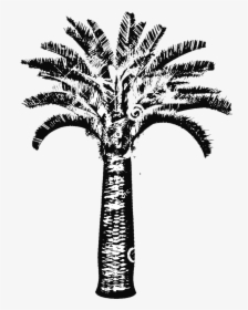 Butia Capitata Jelly Palm Big Plant Nursery - Illustration, HD Png Download, Transparent PNG