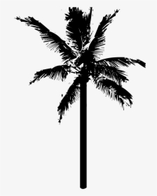 White Palm Tree Png - Coconut Tree Vector Transparent, Png Download, Transparent PNG