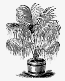 Palm Plant Clipart Free, HD Png Download, Transparent PNG