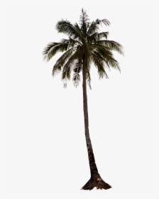 Palm Tree Elevation Png, Transparent Png, Transparent PNG