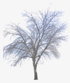 Vector Png Winter - Tree Winter Png Transparent, Png Download, Transparent PNG