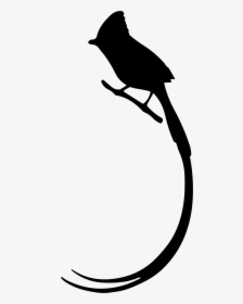 Bird Silhouette Animal - Paradise Flycatcher, HD Png Download, Transparent PNG